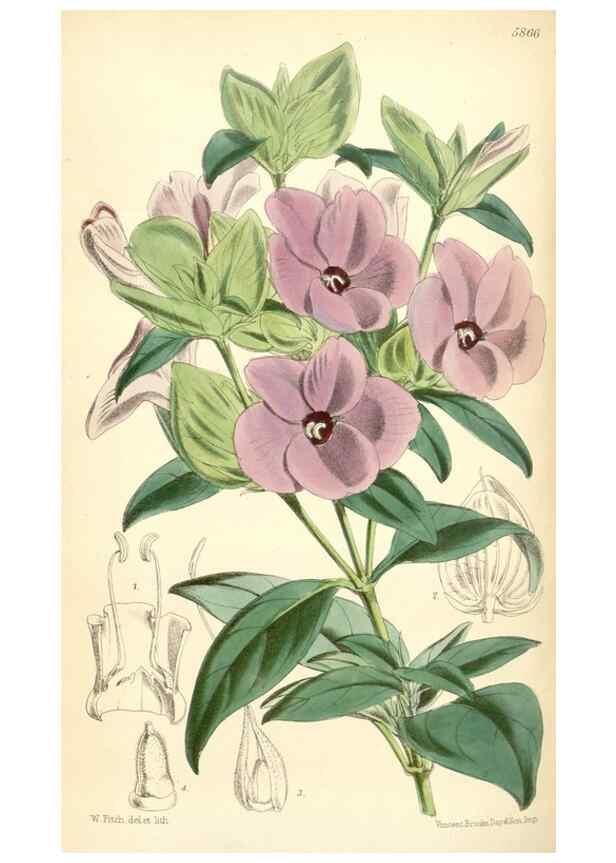 Reproducción/Reproduction 34431423424: Curtis's botanical magazine.. London ; New York [etc.] :Academic Press [etc.]
