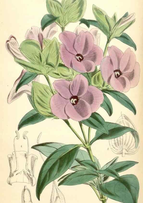 Reproducción/Reproduction 34431423424: Curtis's botanical magazine.. London ; New York [etc.] :Academic Press [etc.]