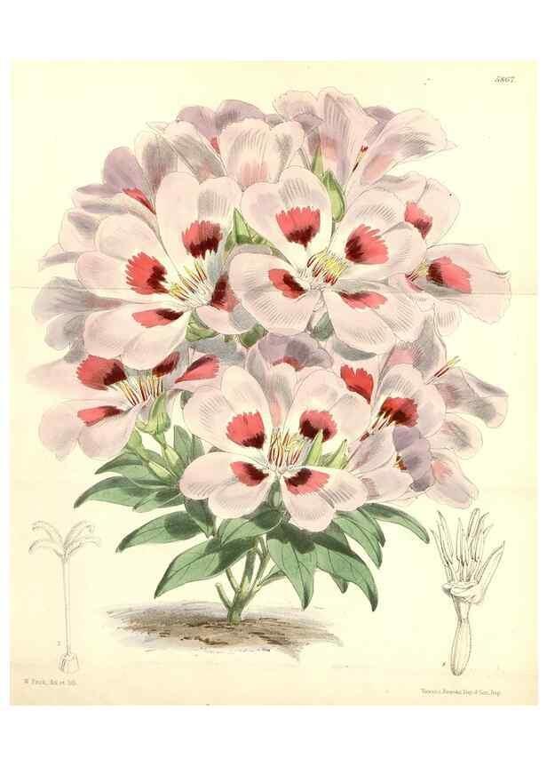 Reproducción/Reproduction 34465614543: Curtis's botanical magazine.. London ; New York [etc.] :Academic Press [etc.]