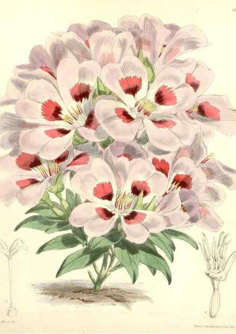 Reproducción/Reproduction 34465614543: Curtis's botanical magazine.. London ; New York [etc.] :Academic Press [etc.]