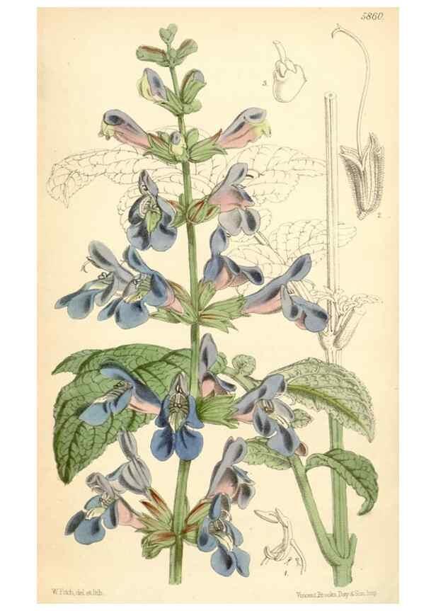 Reproducción/Reproduction 34431410914: Curtis's botanical magazine.. London ; New York [etc.] :Academic Press [etc.]
