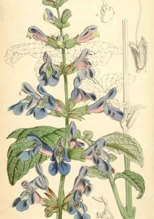 Reproducción/Reproduction 34431410914: Curtis's botanical magazine.. London ; New York [etc.] :Academic Press [etc.]