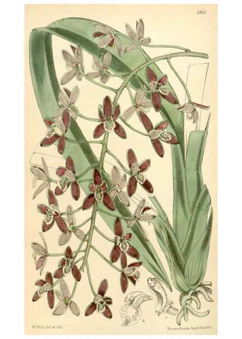 Reproducción/Reproduction 35275269785: Curtis's botanical magazine.. London ; New York [etc.] :Academic Press [etc.]