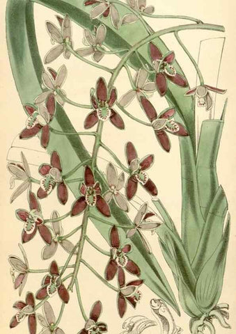 Reproducción/Reproduction 35275269785: Curtis's botanical magazine.. London ; New York [etc.] :Academic Press [etc.]