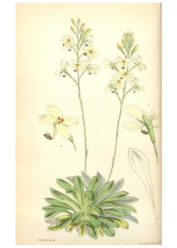 Reproducción/Reproduction 35108928812: Curtis's botanical magazine.. London ; New York [etc.] :Academic Press [etc.]