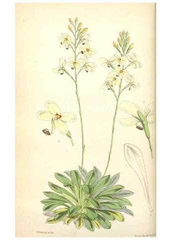 Reproducción/Reproduction 35108928812: Curtis's botanical magazine.. London ; New York [etc.] :Academic Press [etc.]