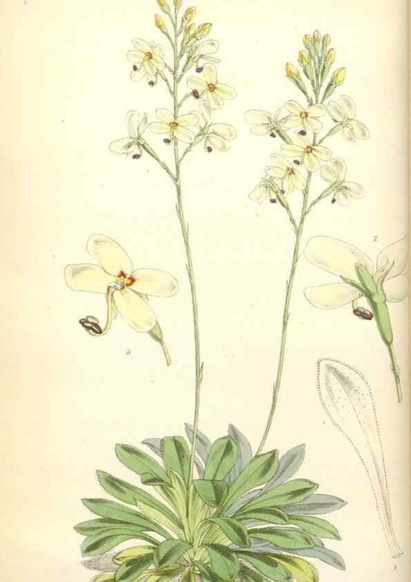 Reproducción/Reproduction 35108928812: Curtis's botanical magazine.. London ; New York [etc.] :Academic Press [etc.]