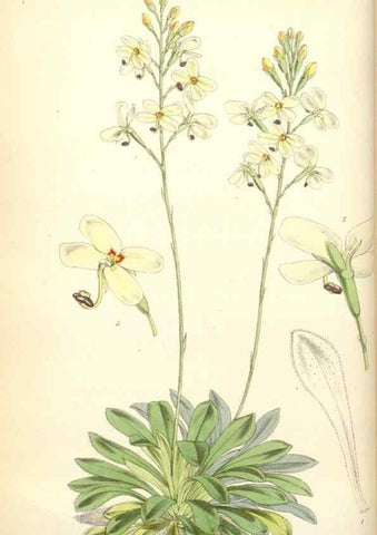 Reproducción/Reproduction 35108928812: Curtis's botanical magazine.. London ; New York [etc.] :Academic Press [etc.]