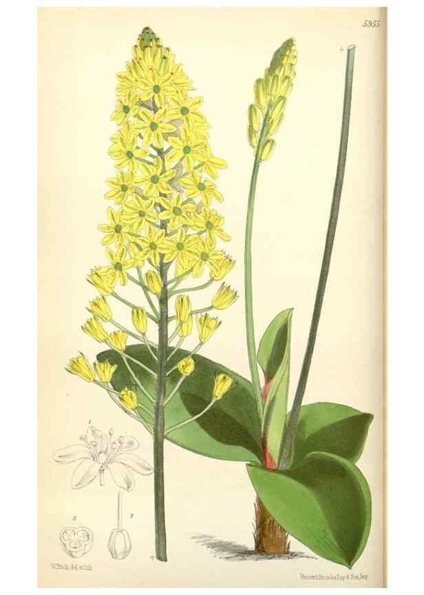 Reproducción/Reproduction 34888166810: Curtis's botanical magazine.. London ; New York [etc.] :Academic Press [etc.]