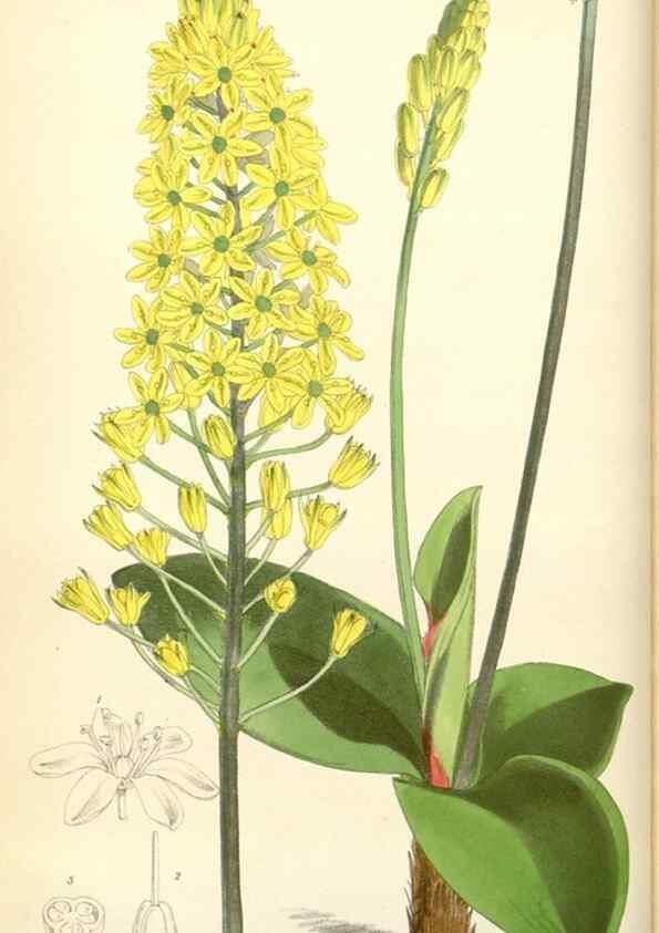 Reproducción/Reproduction 34888166810: Curtis's botanical magazine.. London ; New York [etc.] :Academic Press [etc.]