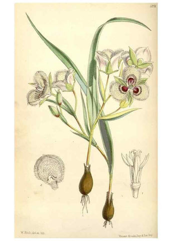 Reproducción/Reproduction 34888211100: Curtis's botanical magazine.. London ; New York [etc.] :Academic Press [etc.]