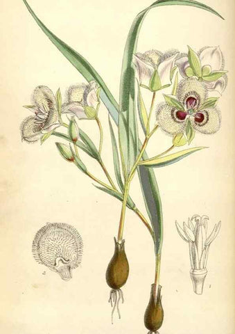 Reproducción/Reproduction 34888211100: Curtis's botanical magazine.. London ; New York [etc.] :Academic Press [etc.]
