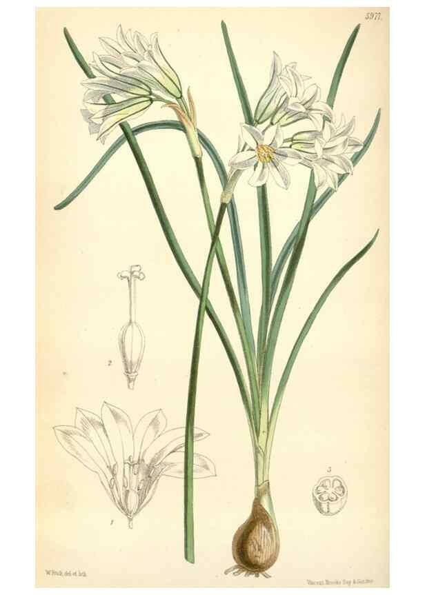 Reproducción/Reproduction 34888213980: Curtis's botanical magazine.. London ; New York [etc.] :Academic Press [etc.]