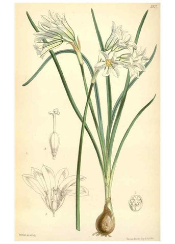 Reproducción/Reproduction 34888213980: Curtis's botanical magazine.. London ; New York [etc.] :Academic Press [etc.]