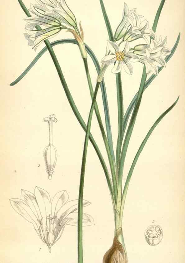 Reproducción/Reproduction 34888213980: Curtis's botanical magazine.. London ; New York [etc.] :Academic Press [etc.]