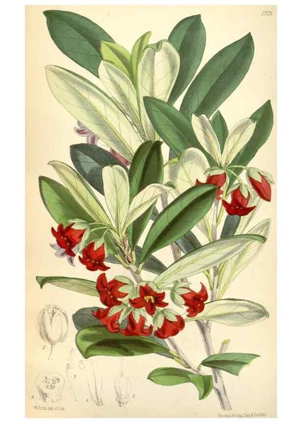 Reproducción/Reproduction 34888216320: Curtis's botanical magazine.. London ; New York [etc.] :Academic Press [etc.]