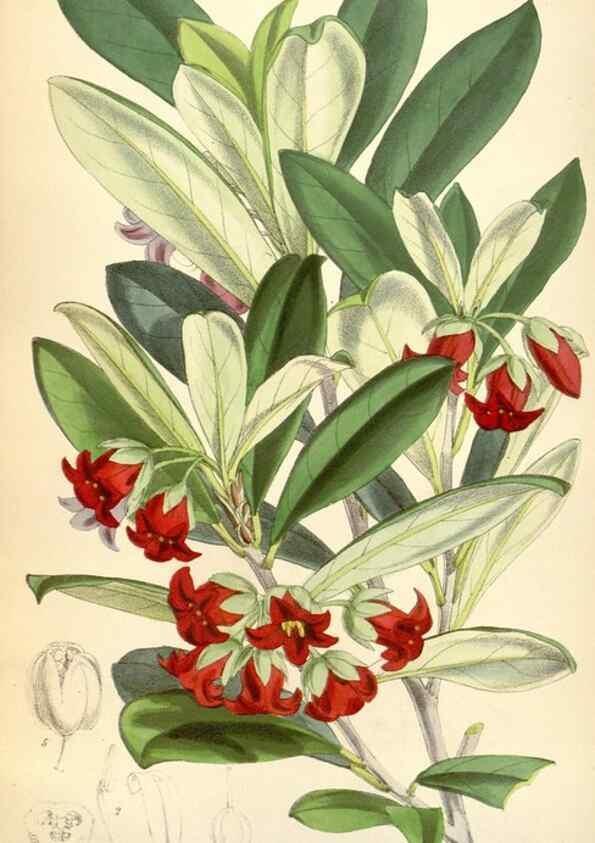 Reproducción/Reproduction 34888216320: Curtis's botanical magazine.. London ; New York [etc.] :Academic Press [etc.]