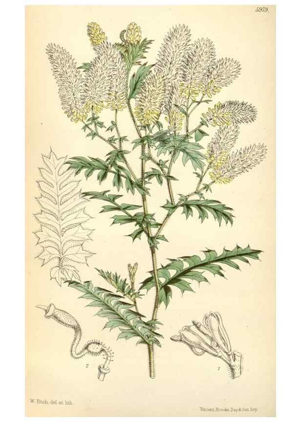 Reproducción/Reproduction 34431720024: Curtis's botanical magazine.. London ; New York [etc.] :Academic Press [etc.]