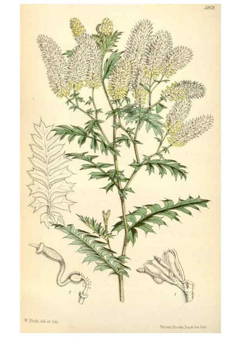 Reproducción/Reproduction 34431720024: Curtis's botanical magazine.. London ; New York [etc.] :Academic Press [etc.]