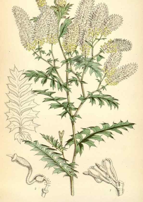 Reproducción/Reproduction 34431720024: Curtis's botanical magazine.. London ; New York [etc.] :Academic Press [etc.]
