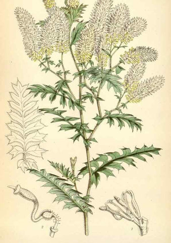 Reproducción/Reproduction 34431720024: Curtis's botanical magazine.. London ; New York [etc.] :Academic Press [etc.]