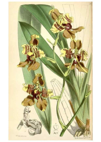 Reproducción/Reproduction 34431724834: Curtis's botanical magazine.. London ; New York [etc.] :Academic Press [etc.]
