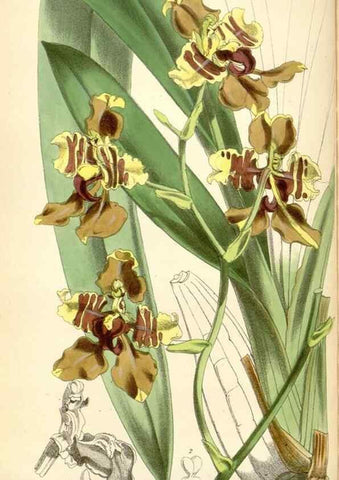 Reproducción/Reproduction 34431724834: Curtis's botanical magazine.. London ; New York [etc.] :Academic Press [etc.]