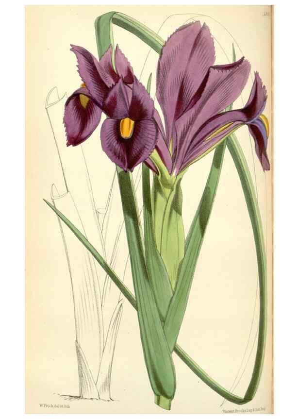 Reproducción/Reproduction 34431729534: Curtis's botanical magazine.. London ; New York [etc.] :Academic Press [etc.]
