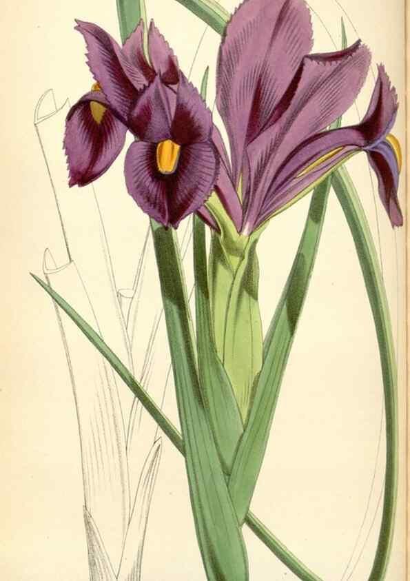 Reproducción/Reproduction 34431729534: Curtis's botanical magazine.. London ; New York [etc.] :Academic Press [etc.]