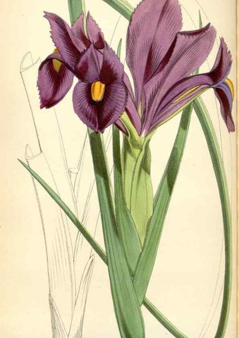 Reproducción/Reproduction 34431729534: Curtis's botanical magazine.. London ; New York [etc.] :Academic Press [etc.]