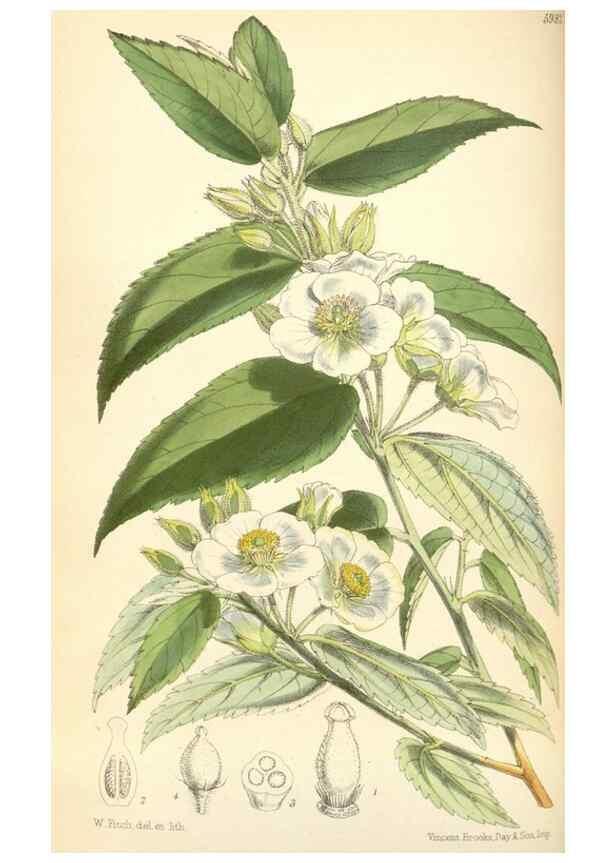 Reproducción/Reproduction 35145348031: Curtis's botanical magazine.. London ; New York [etc.] :Academic Press [etc.]