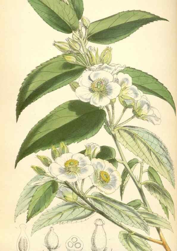 Reproducción/Reproduction 35145348031: Curtis's botanical magazine.. London ; New York [etc.] :Academic Press [etc.]