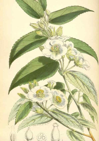 Reproducción/Reproduction 35145348031: Curtis's botanical magazine.. London ; New York [etc.] :Academic Press [etc.]