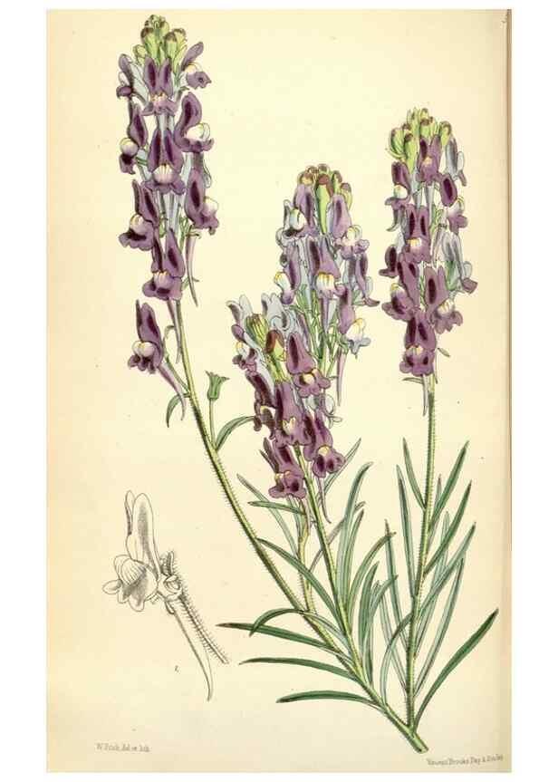 Reproducción/Reproduction 34431738584: Curtis's botanical magazine.. London ; New York [etc.] :Academic Press [etc.]