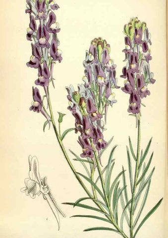 Reproducción/Reproduction 34431738584: Curtis's botanical magazine.. London ; New York [etc.] :Academic Press [etc.]