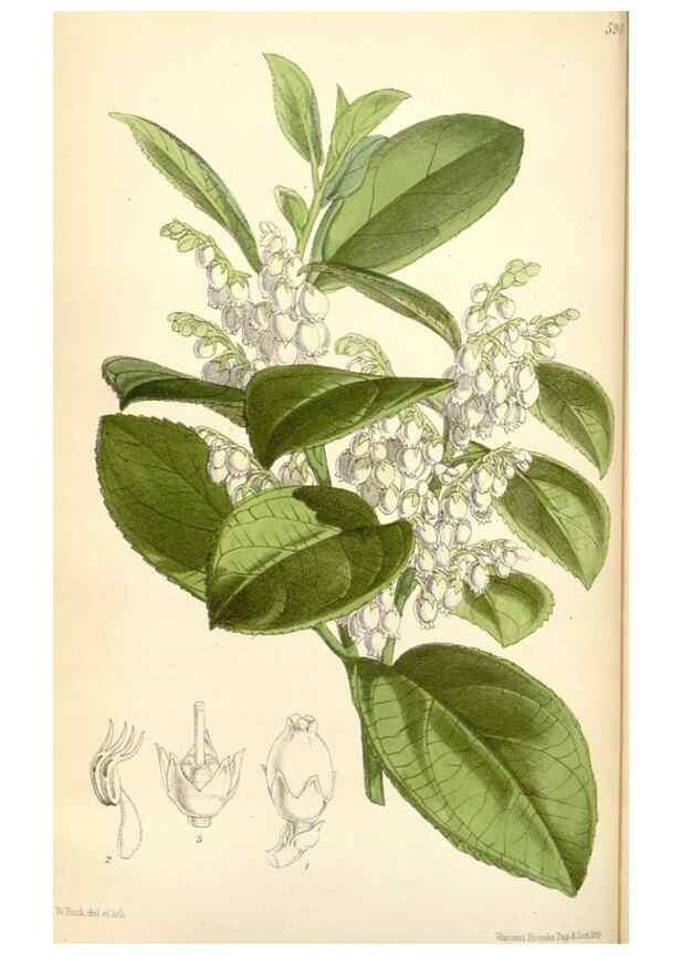 Reproducción/Reproduction 35275574865: Curtis's botanical magazine.. London ; New York [etc.] :Academic Press [etc.]