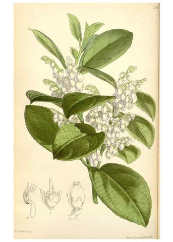 Reproducción/Reproduction 35275574865: Curtis's botanical magazine.. London ; New York [etc.] :Academic Press [etc.]