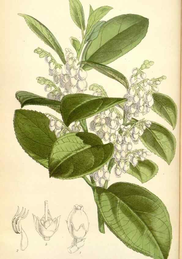 Reproducción/Reproduction 35275574865: Curtis's botanical magazine.. London ; New York [etc.] :Academic Press [etc.]