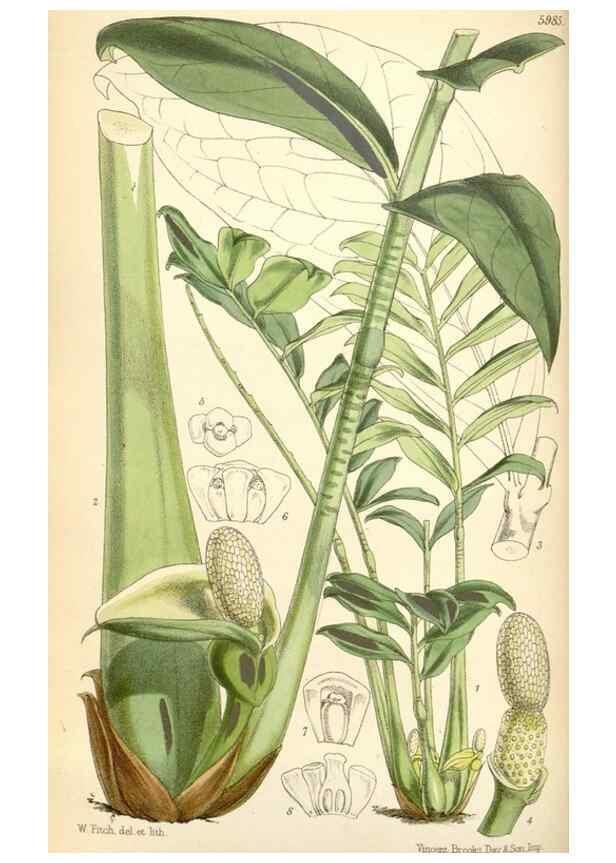 Reproducción/Reproduction 35275578865: Curtis's botanical magazine.. London ; New York [etc.] :Academic Press [etc.]