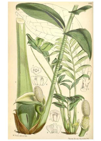 Reproducción/Reproduction 35275578865: Curtis's botanical magazine.. London ; New York [etc.] :Academic Press [etc.]