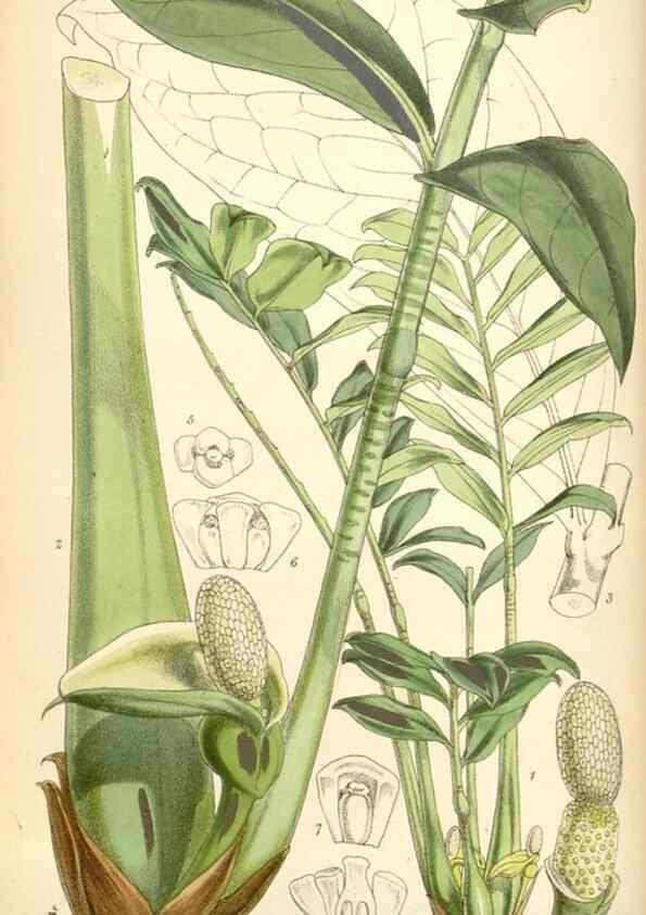 Reproducción/Reproduction 35275578865: Curtis's botanical magazine.. London ; New York [etc.] :Academic Press [etc.]
