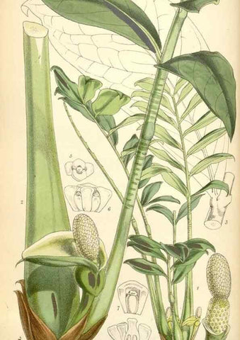 Reproducción/Reproduction 35275578865: Curtis's botanical magazine.. London ; New York [etc.] :Academic Press [etc.]