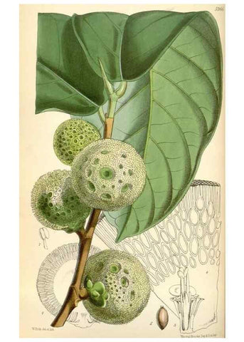 Reproducción/Reproduction 35145360131: Curtis's botanical magazine.. London ; New York [etc.] :Academic Press [etc.]