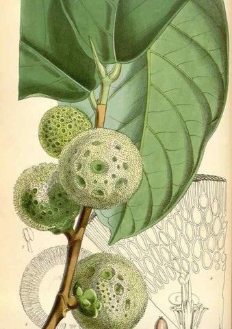 Reproducción/Reproduction 35145360131: Curtis's botanical magazine.. London ; New York [etc.] :Academic Press [etc.]