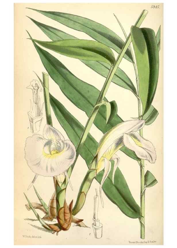 Reproducción/Reproduction 35145363171: Curtis's botanical magazine.. London ; New York [etc.] :Academic Press [etc.]