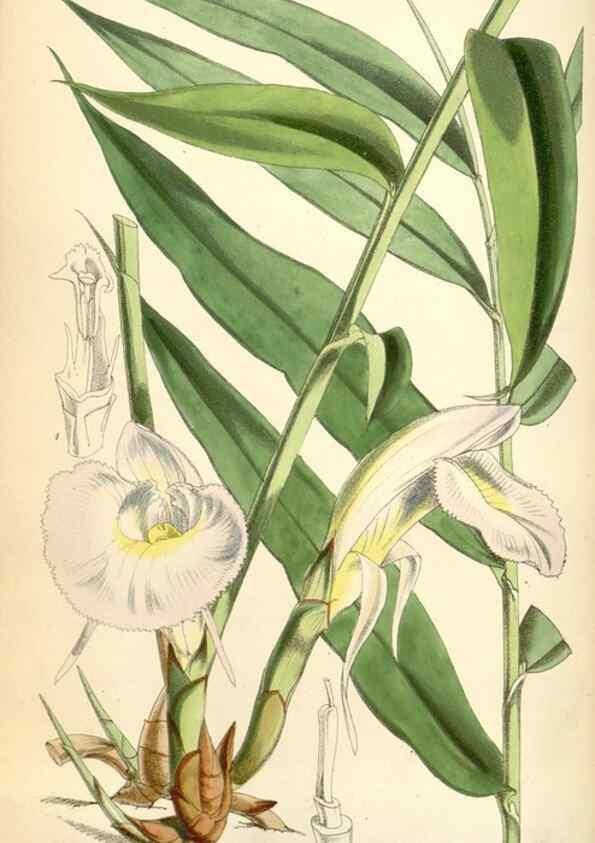 Reproducción/Reproduction 35145363171: Curtis's botanical magazine.. London ; New York [etc.] :Academic Press [etc.]