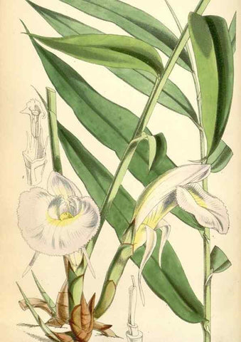 Reproducción/Reproduction 35145363171: Curtis's botanical magazine.. London ; New York [etc.] :Academic Press [etc.]