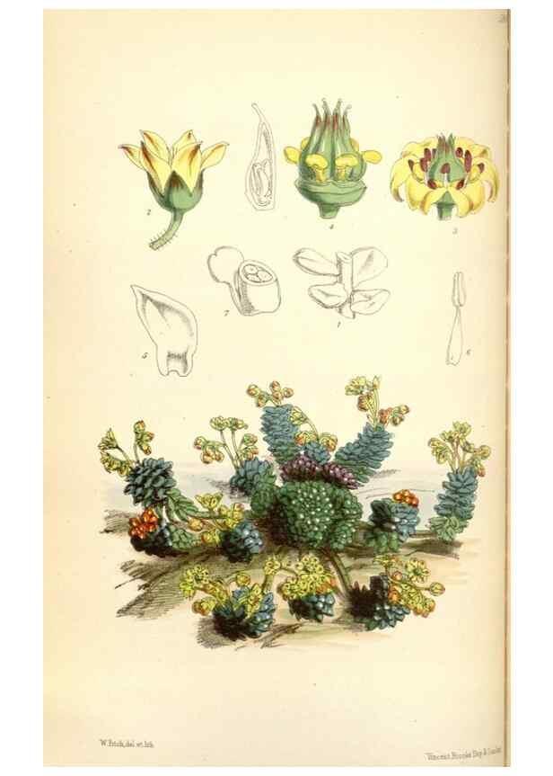 Reproducción/Reproduction 35145366671: Curtis's botanical magazine.. London ; New York [etc.] :Academic Press [etc.]