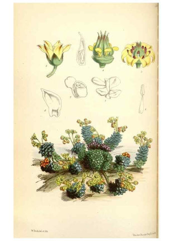 Reproducción/Reproduction 35145366671: Curtis's botanical magazine.. London ; New York [etc.] :Academic Press [etc.]