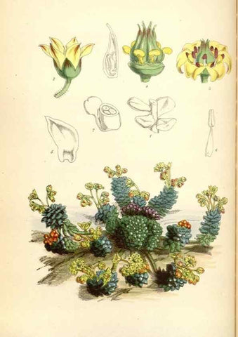 Reproducción/Reproduction 35145366671: Curtis's botanical magazine.. London ; New York [etc.] :Academic Press [etc.]